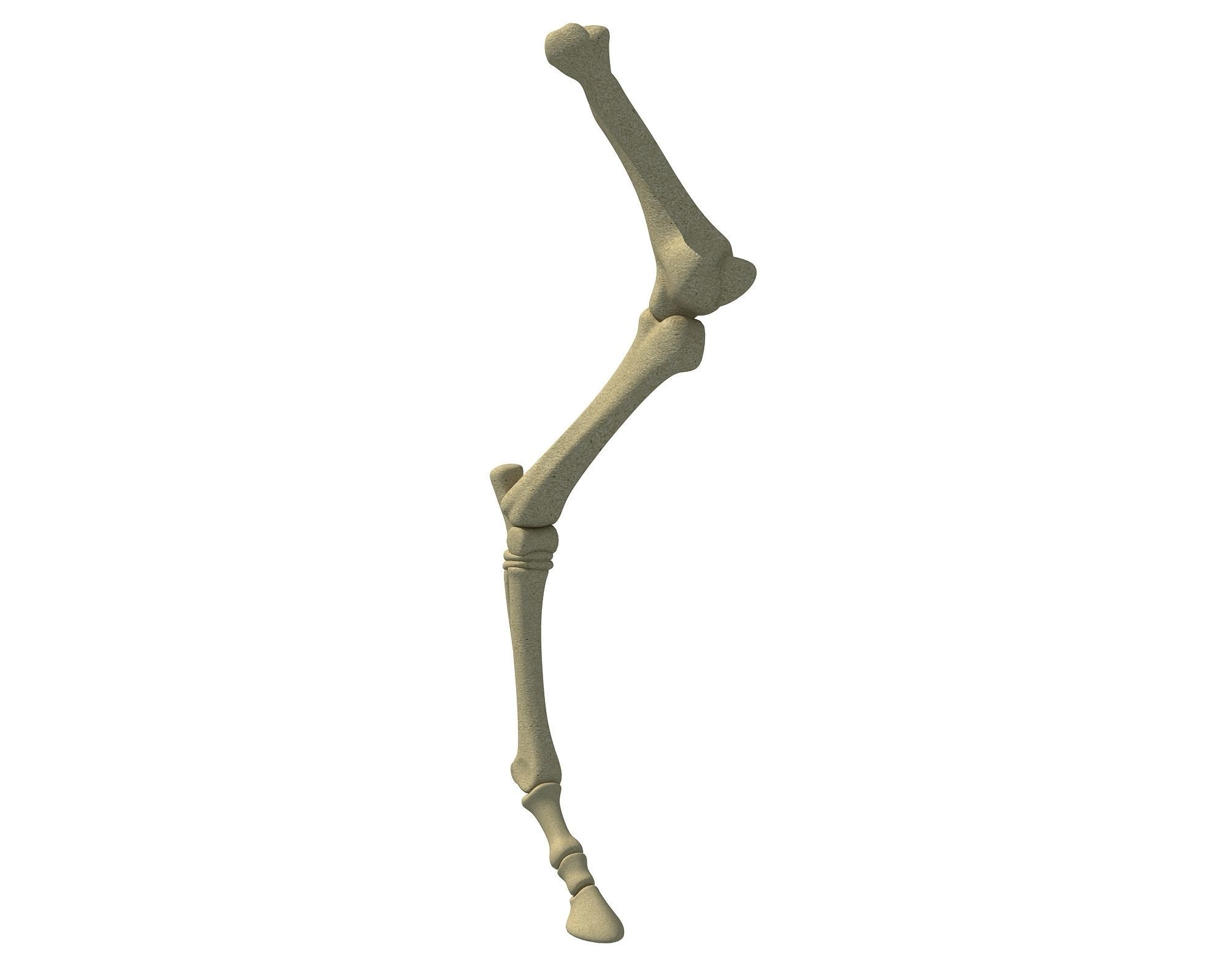 Detailed Bones of Animal Femur 3D model_3
