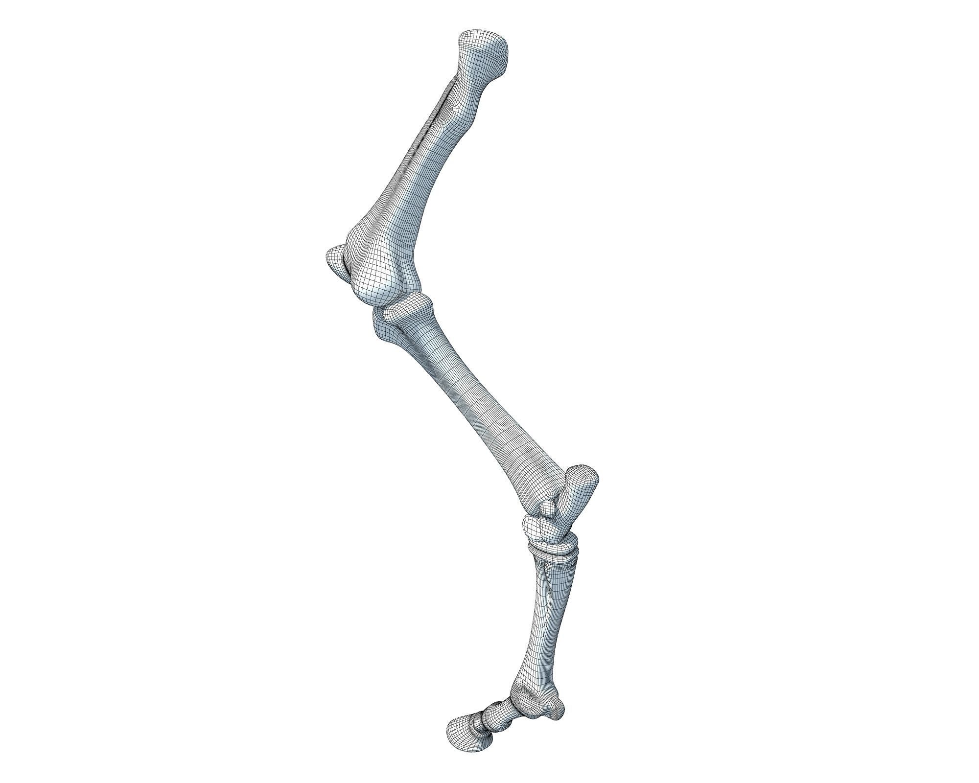 Detailed Bones of Animal Femur 3D model_4