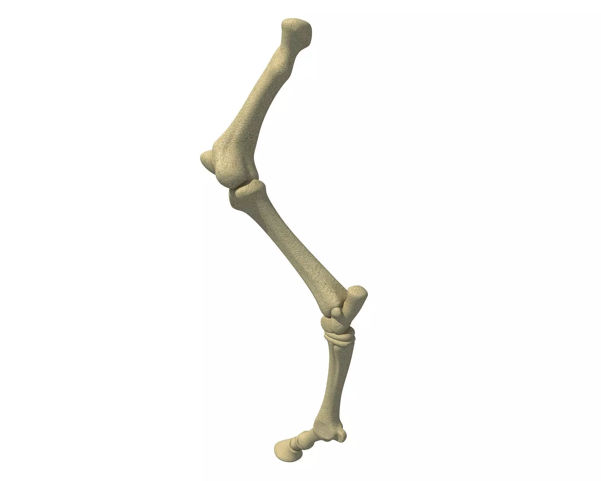 Detailed Bones of Animal Femur 3D model_0
