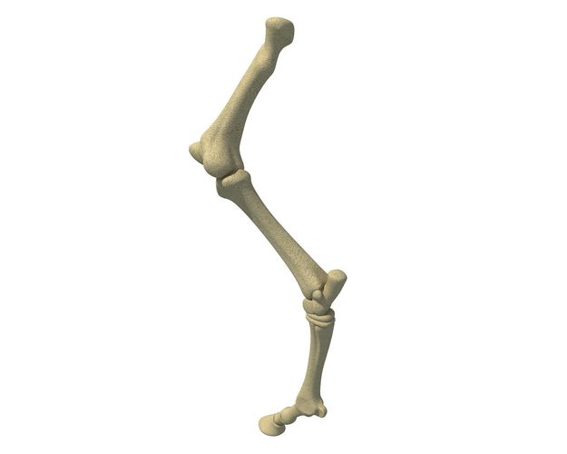 Detailed Bones of Animal Femur 3D model