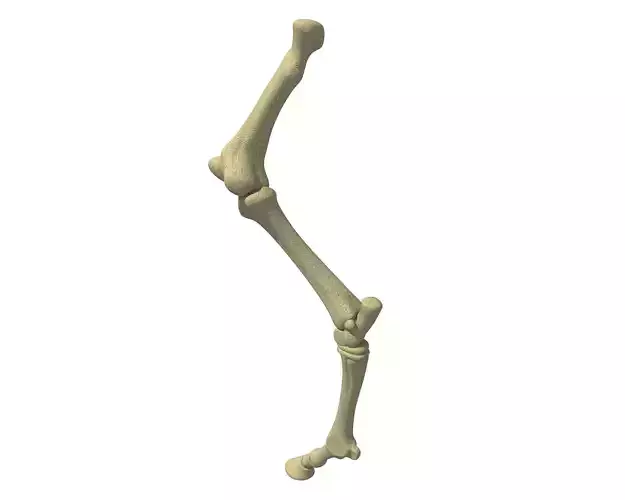 Detailed Bones of Animal Femur 3D model