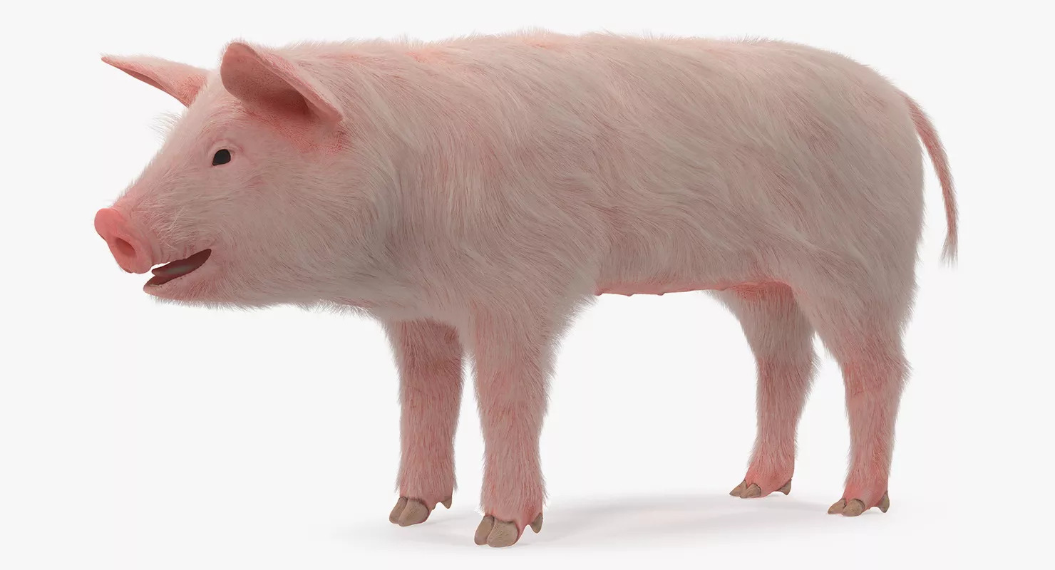 Pig Piglet Landrace with Fur Rigged 3D model