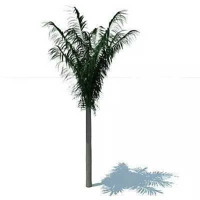 Free 3D Palm Tree Free 3D model