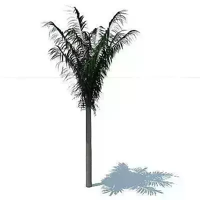 Free 3D Palm Tree Free 3D model