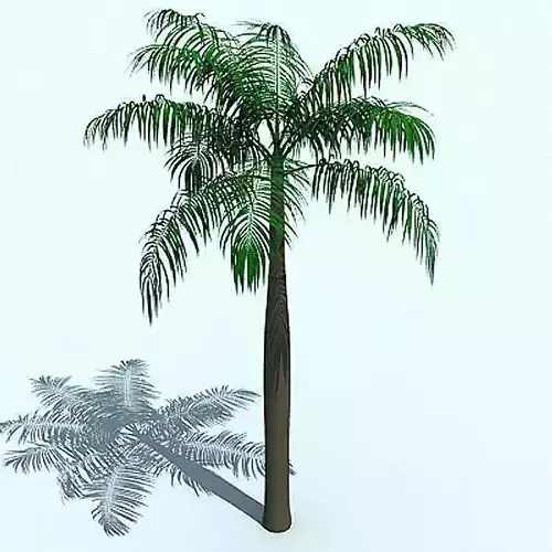 Free 3D Palm Tree Free 3D model