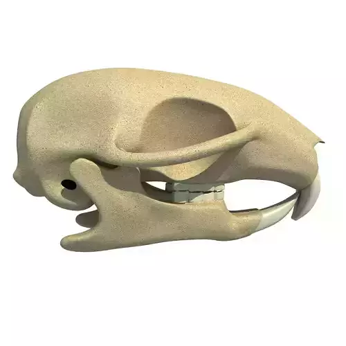 Detailed Squirrel Skull 3D model