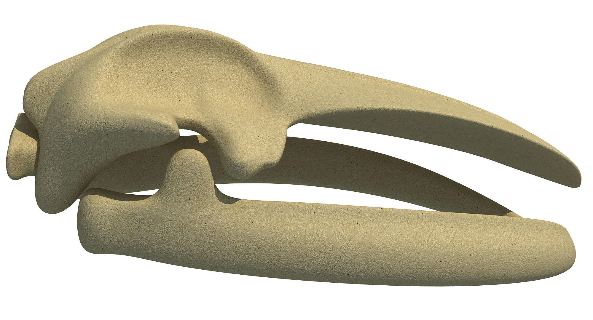 Detailed Whale Skull 3D model_5