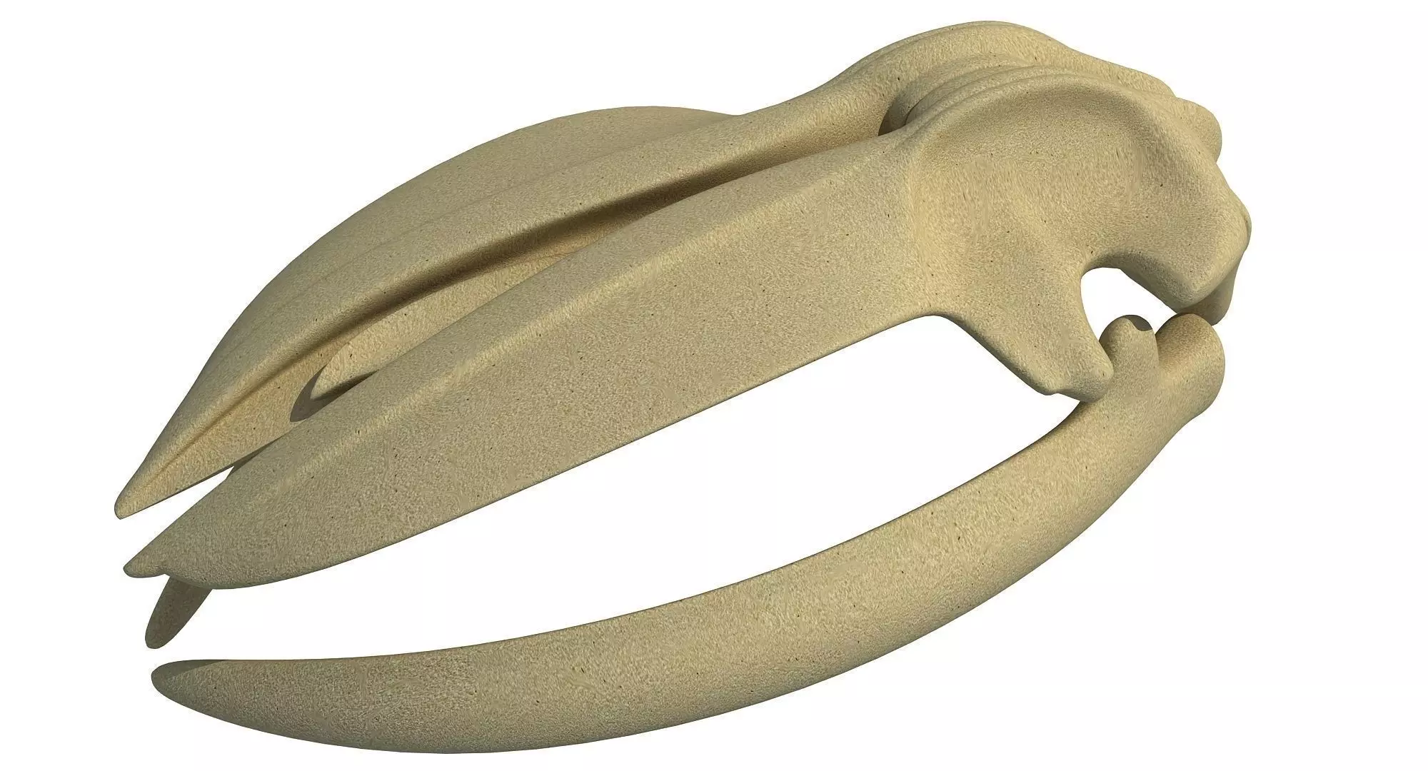 Detailed Whale Skull 3D model_0