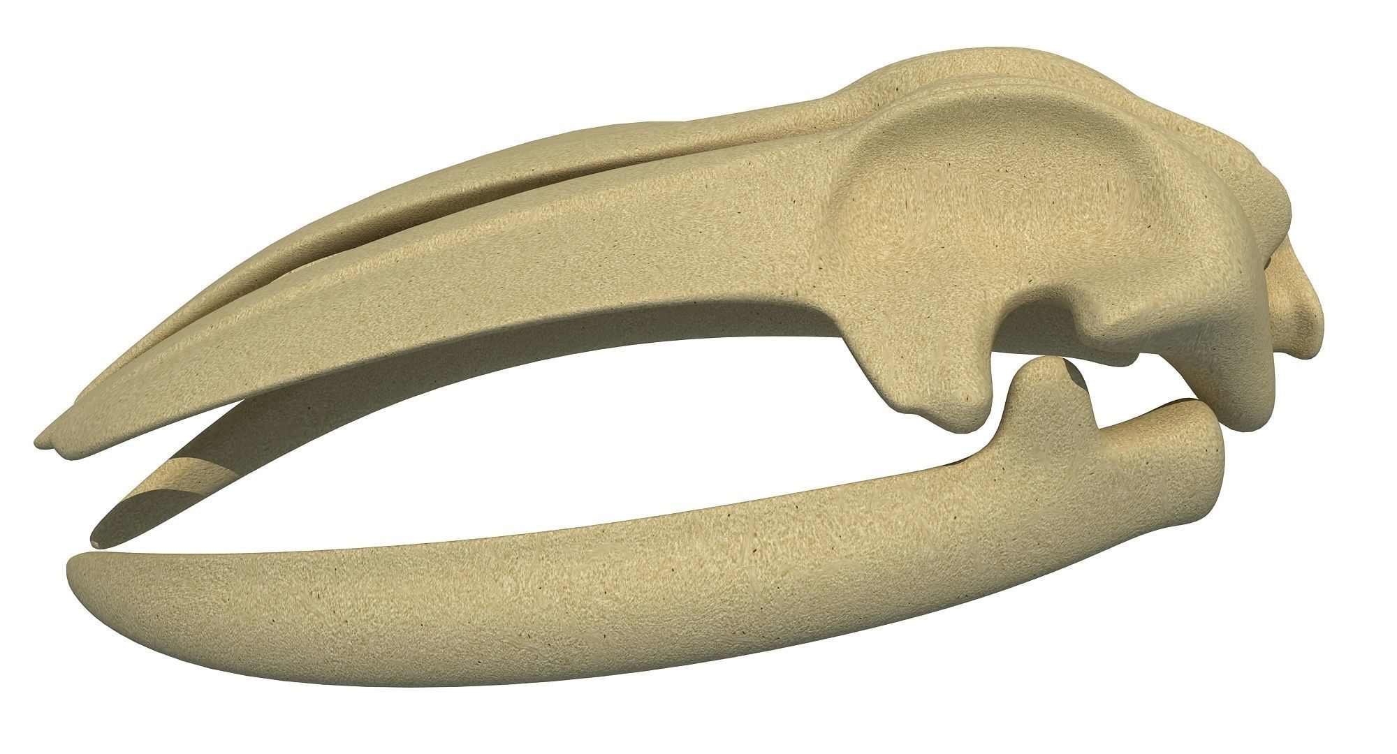Detailed Whale Skull 3D model_1