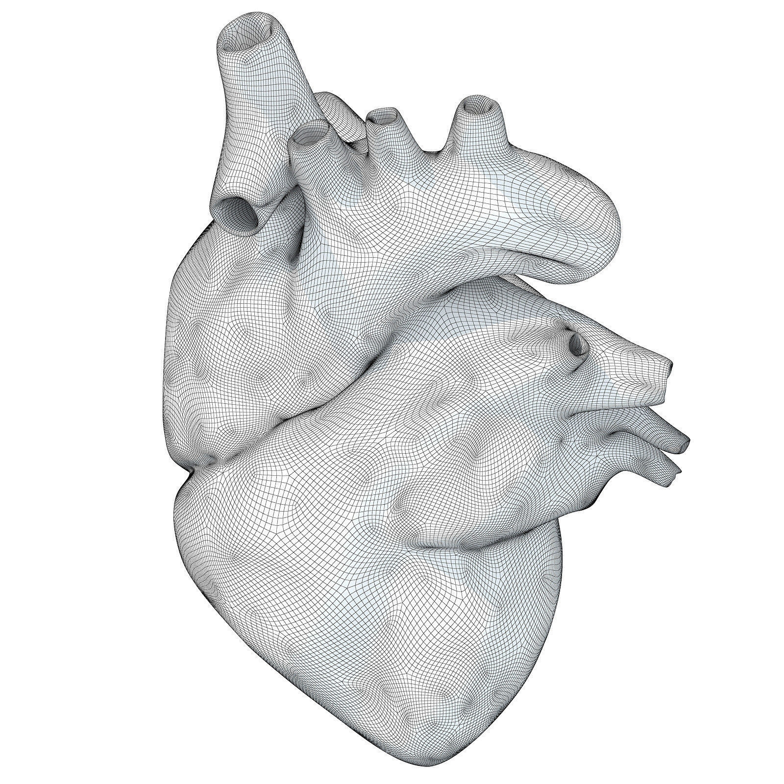 Printable Human Heart 3D model_6