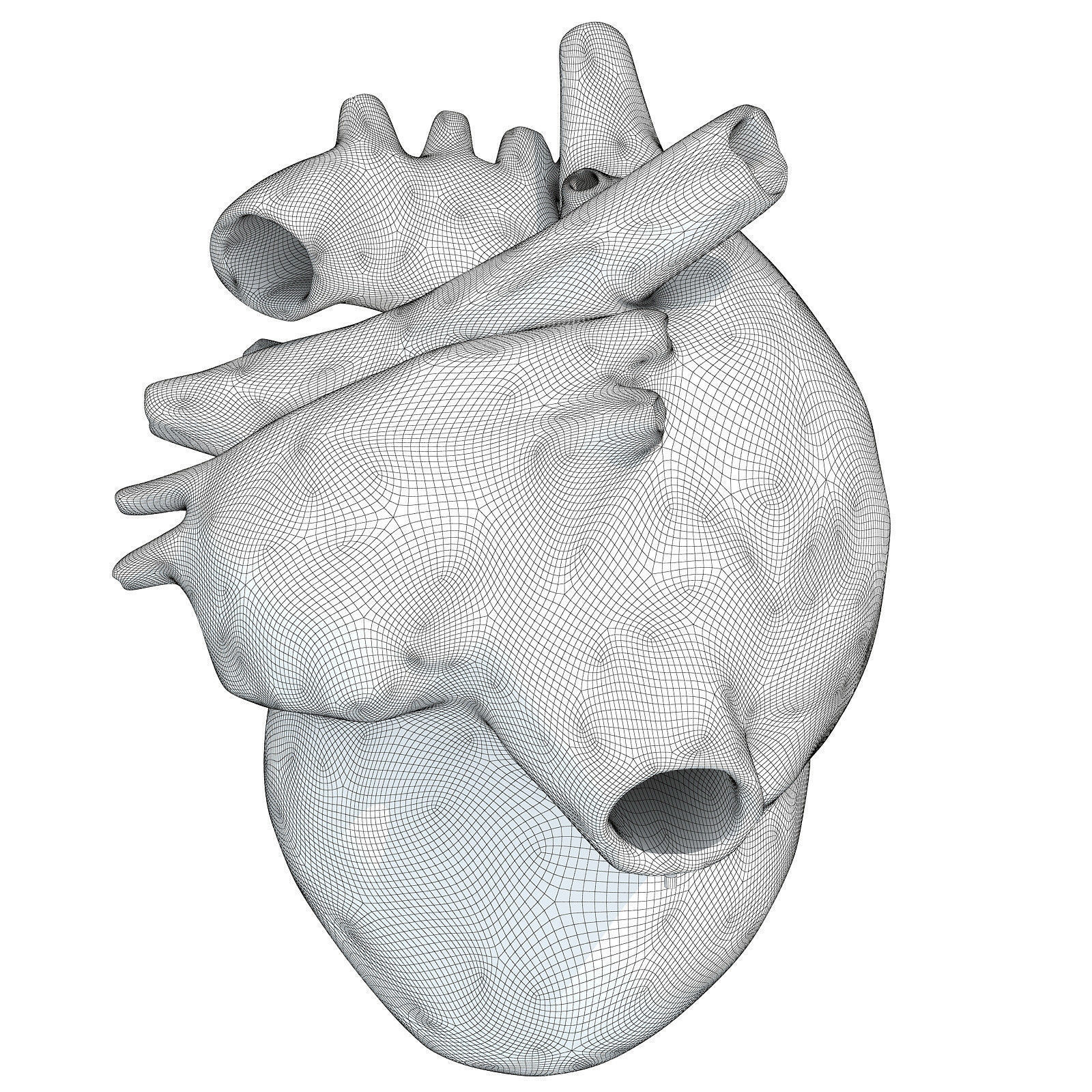 Printable Human Heart 3D model_5
