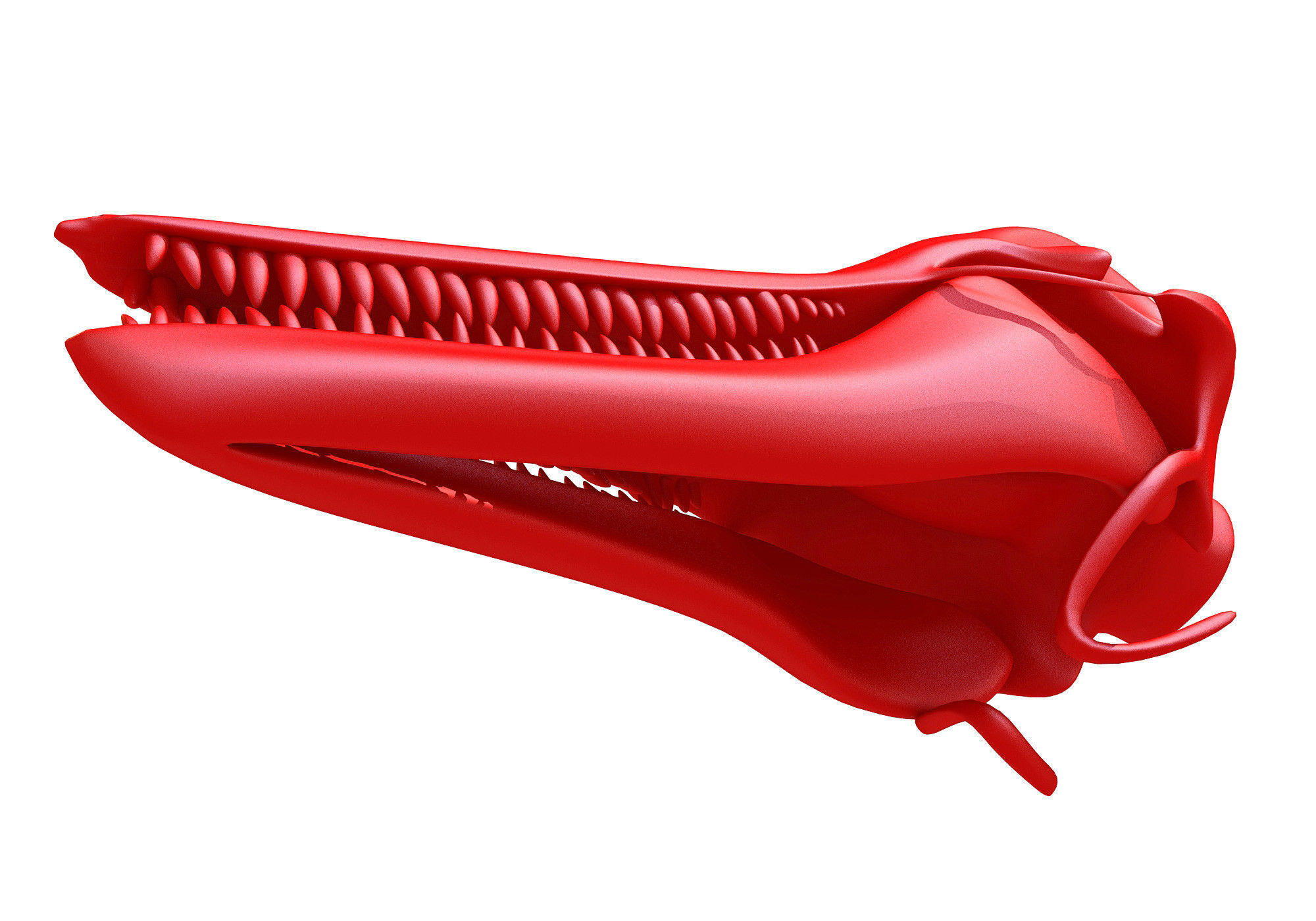 Printable Dolphin Skull 3D model_5