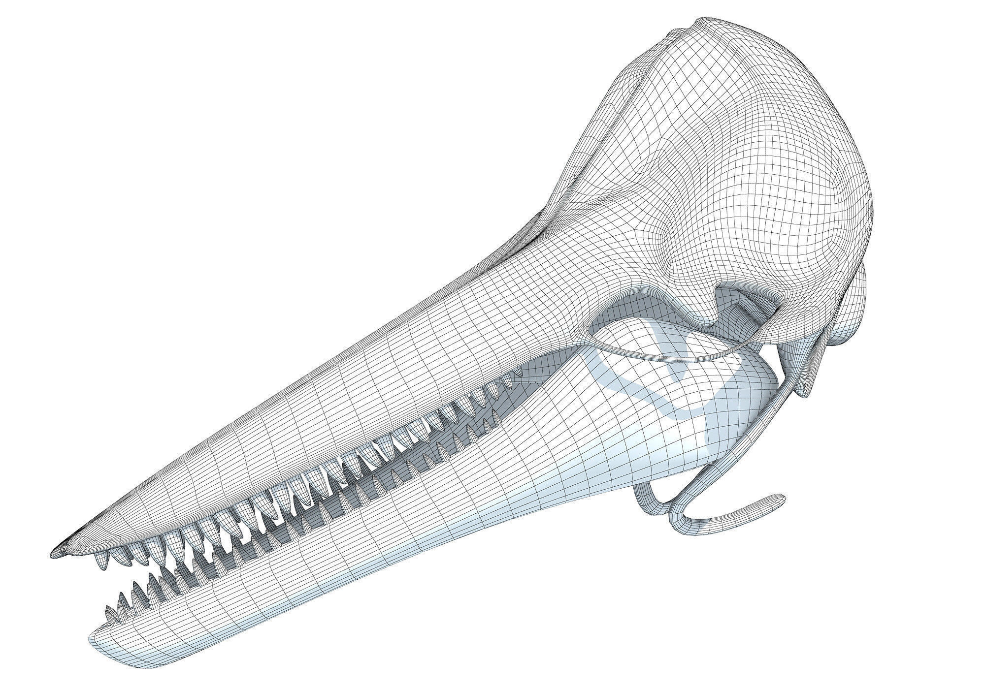 Printable Dolphin Skull 3D model_9