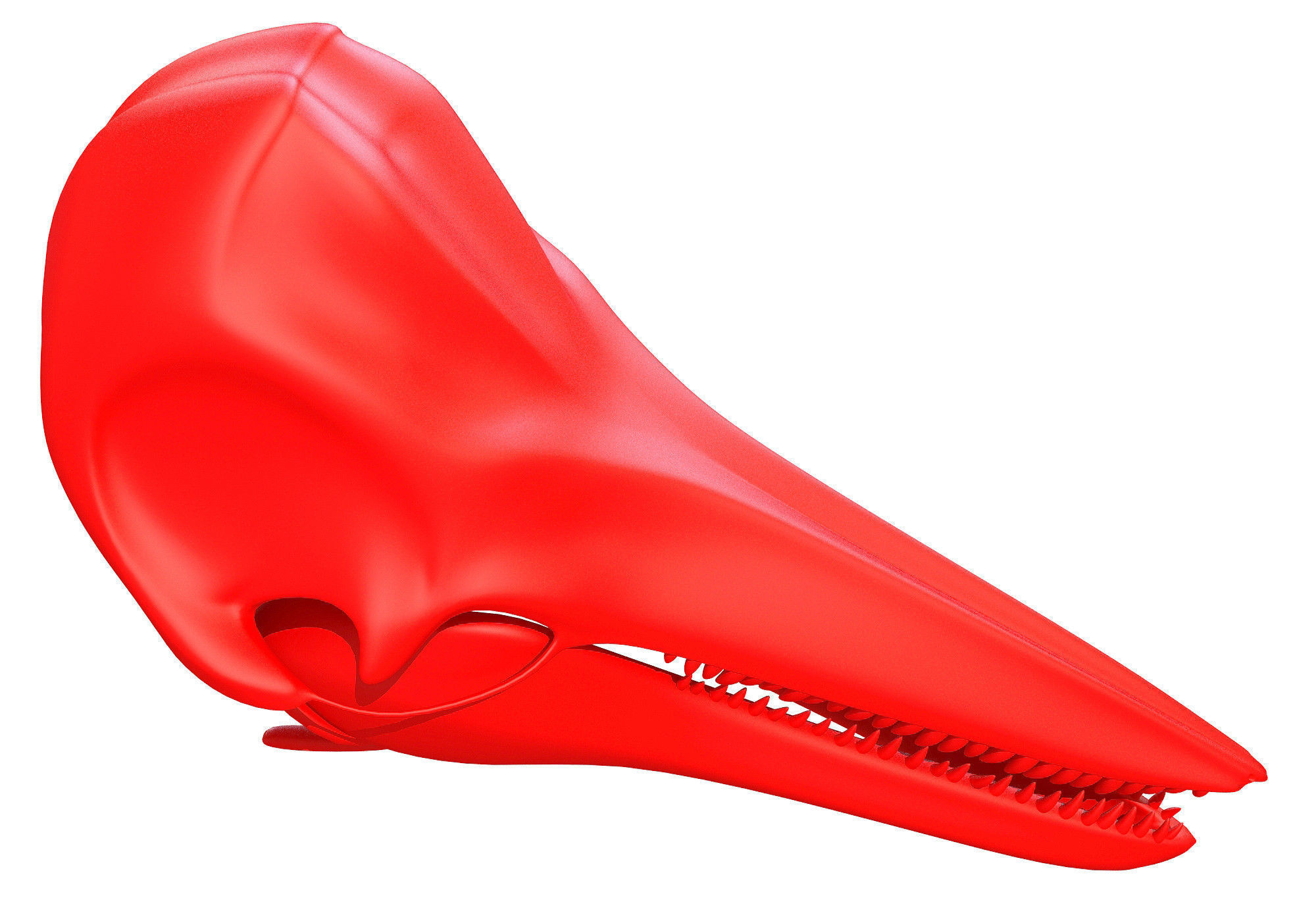 Printable Dolphin Skull 3D model_4