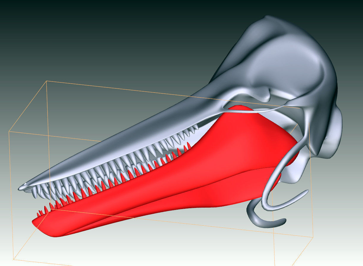 Printable Dolphin Skull 3D model_7