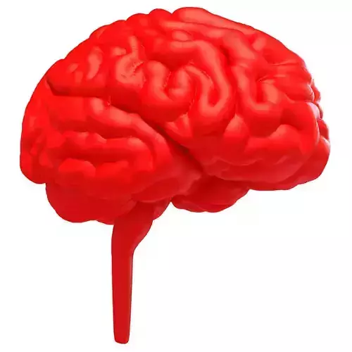 Printable Human Brain  3D model