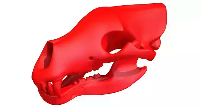 3D Print Bear Skull  3D model