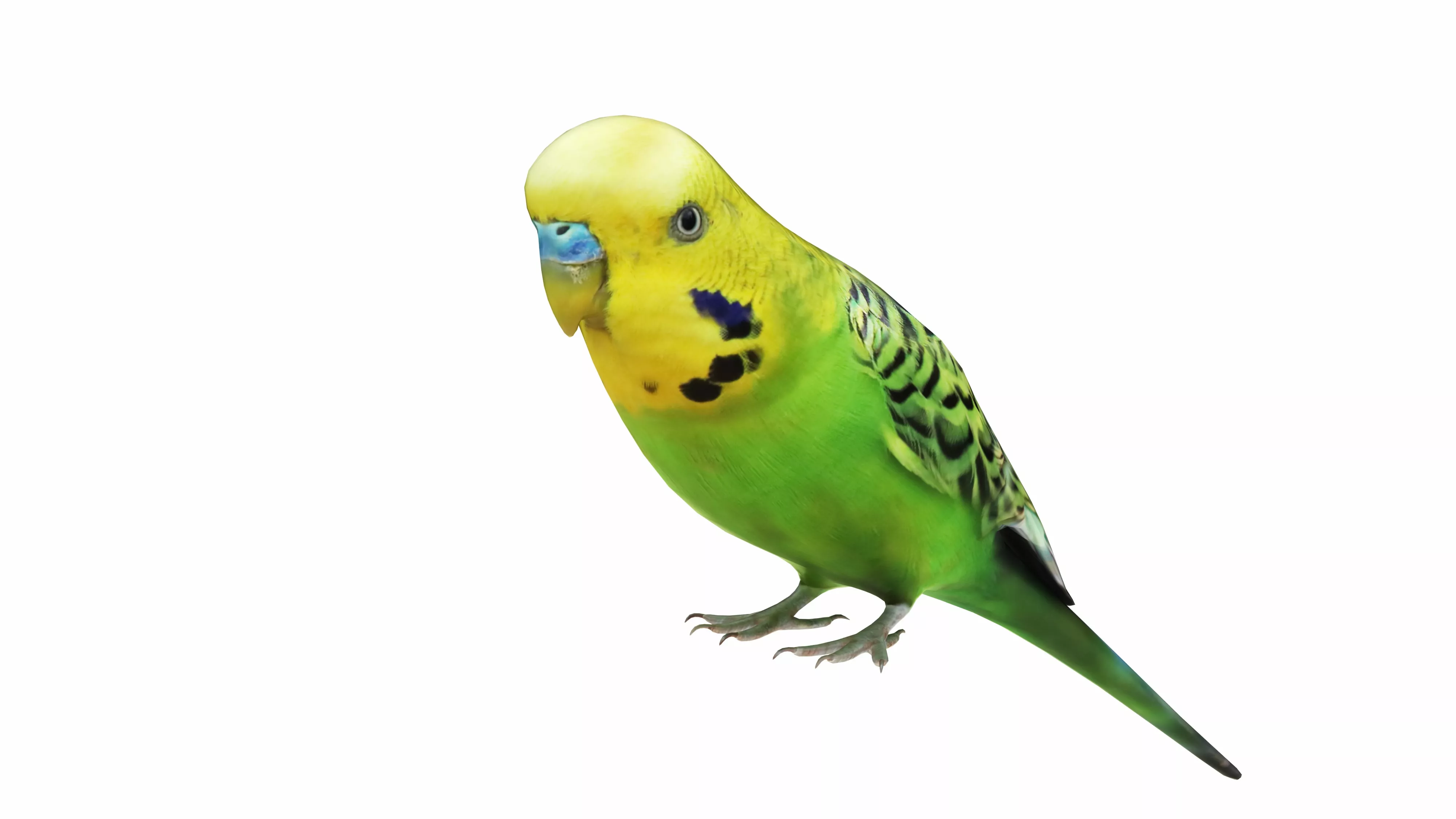 Budgie Green Low-poly 3D model