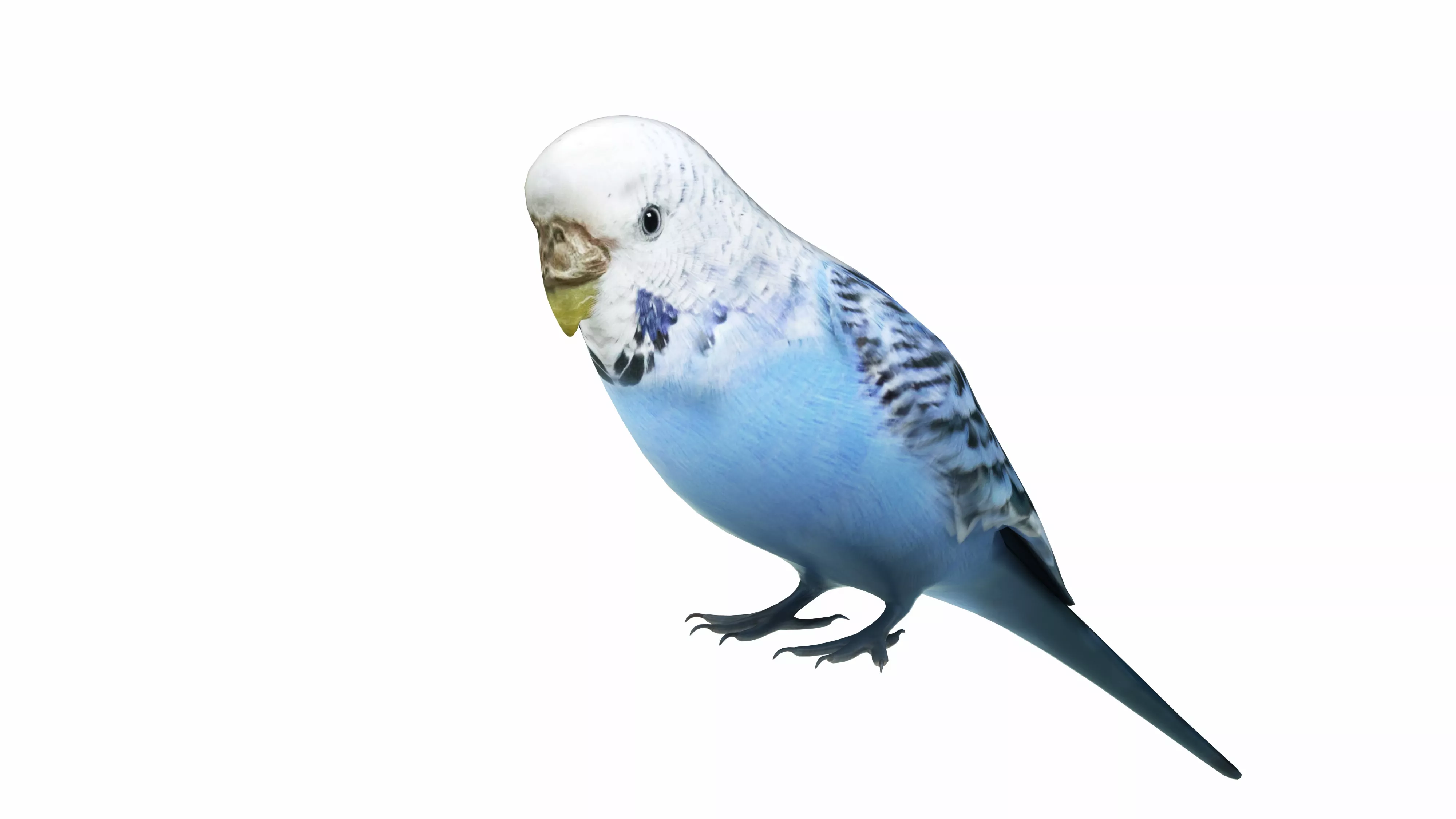 Budgie Blue Low-poly 3D model