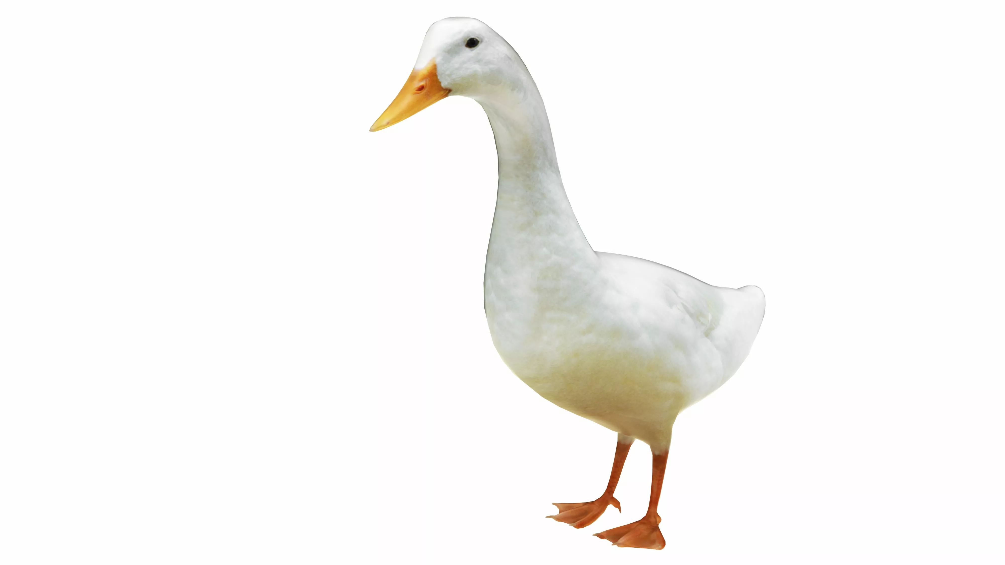 Goose Low-poly 3D model