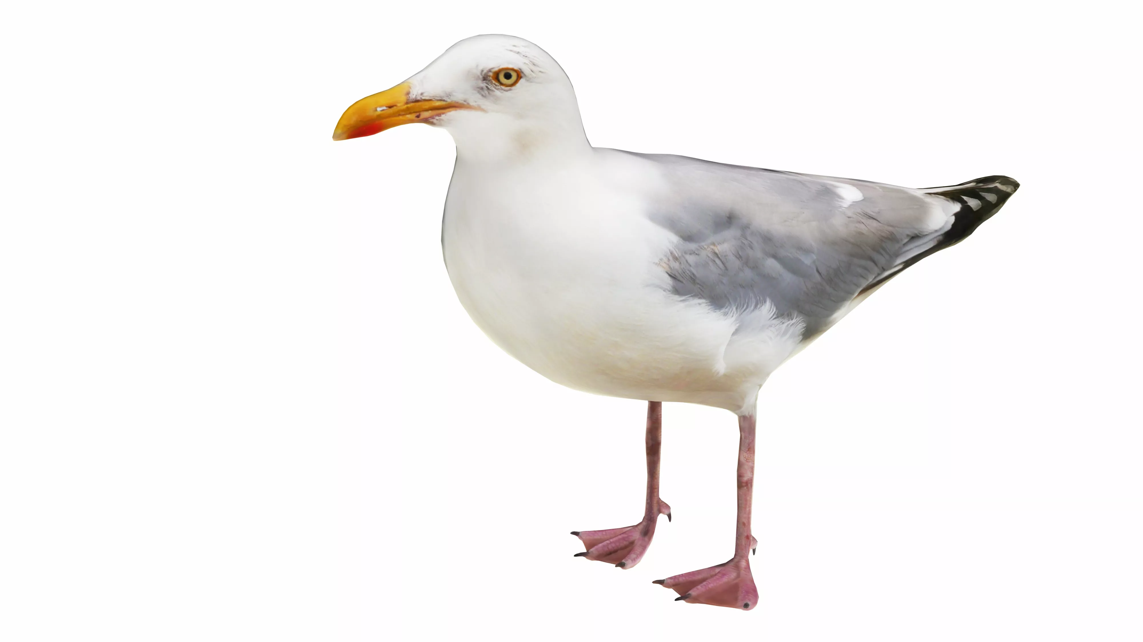 Gull Realistic Low-poly 3D model