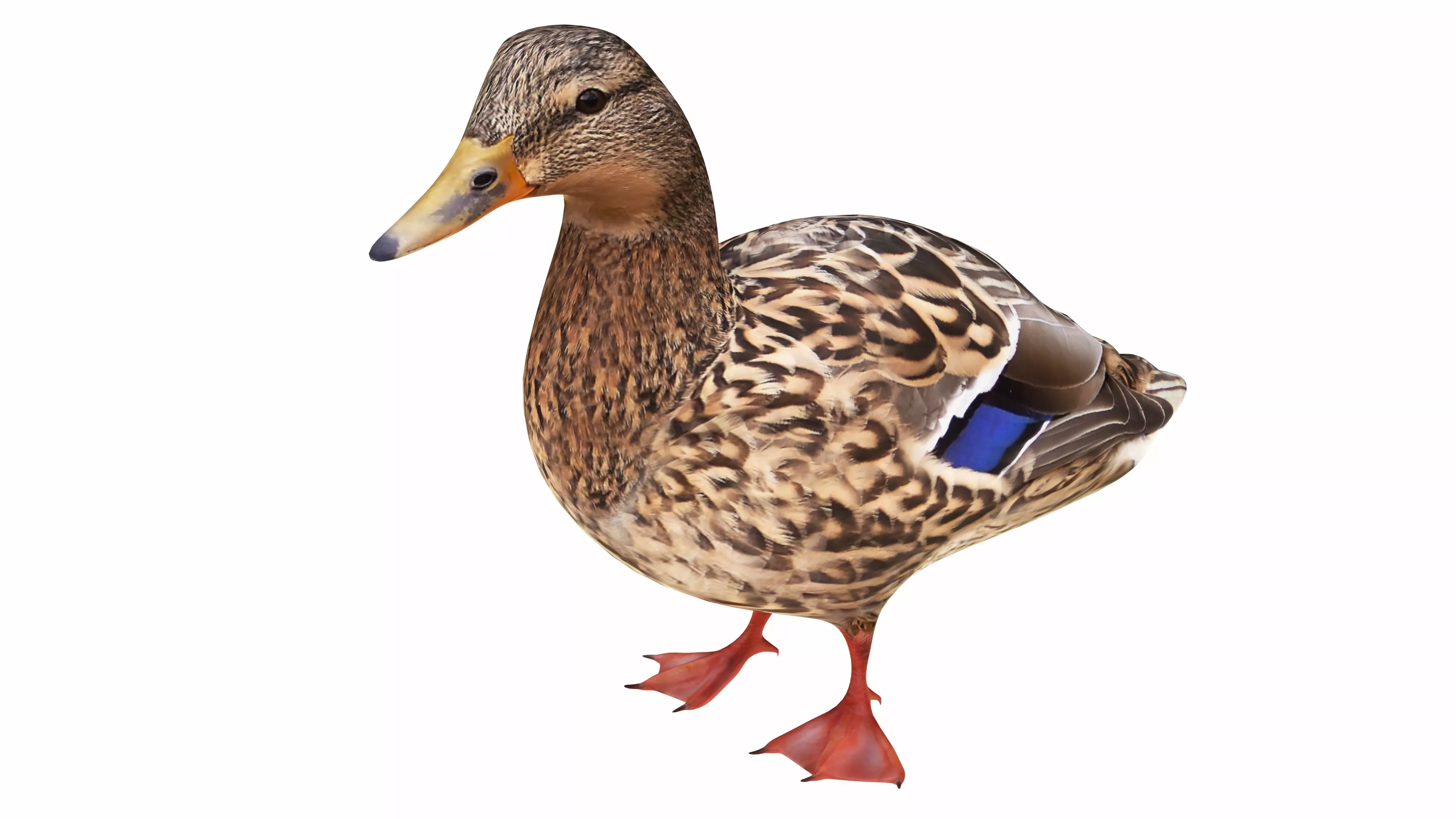 Mallard Duck Low-poly 3D model