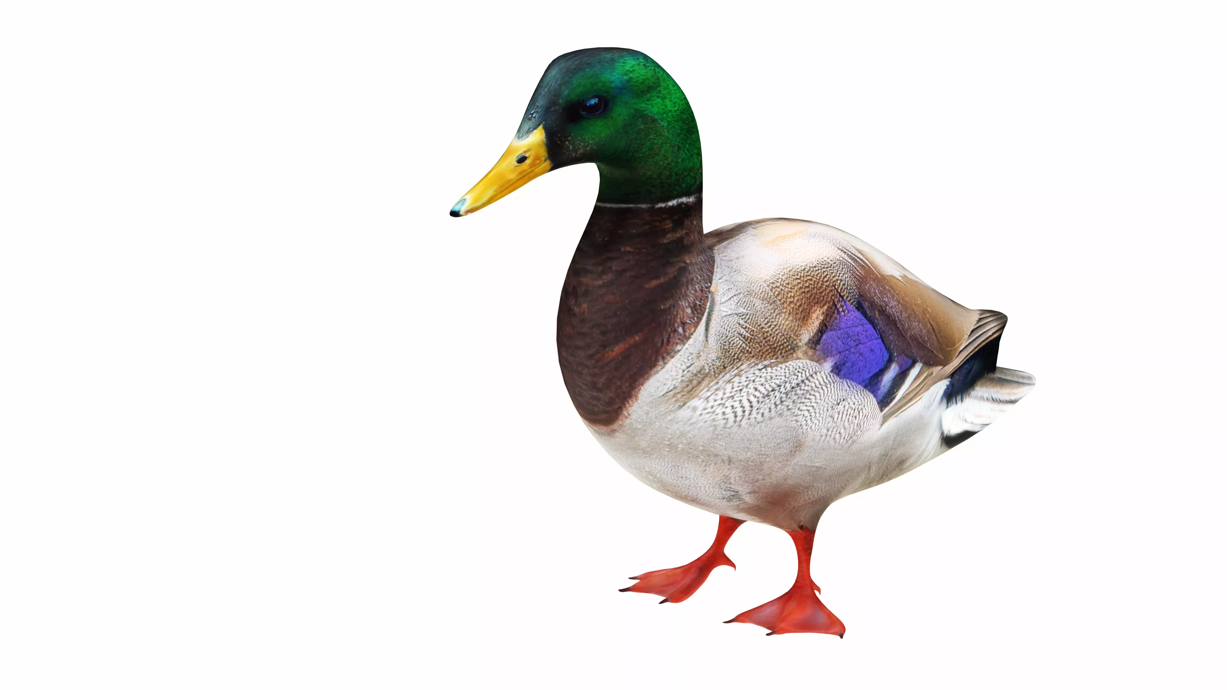 Mandarin Duck Green Low-poly 3D model