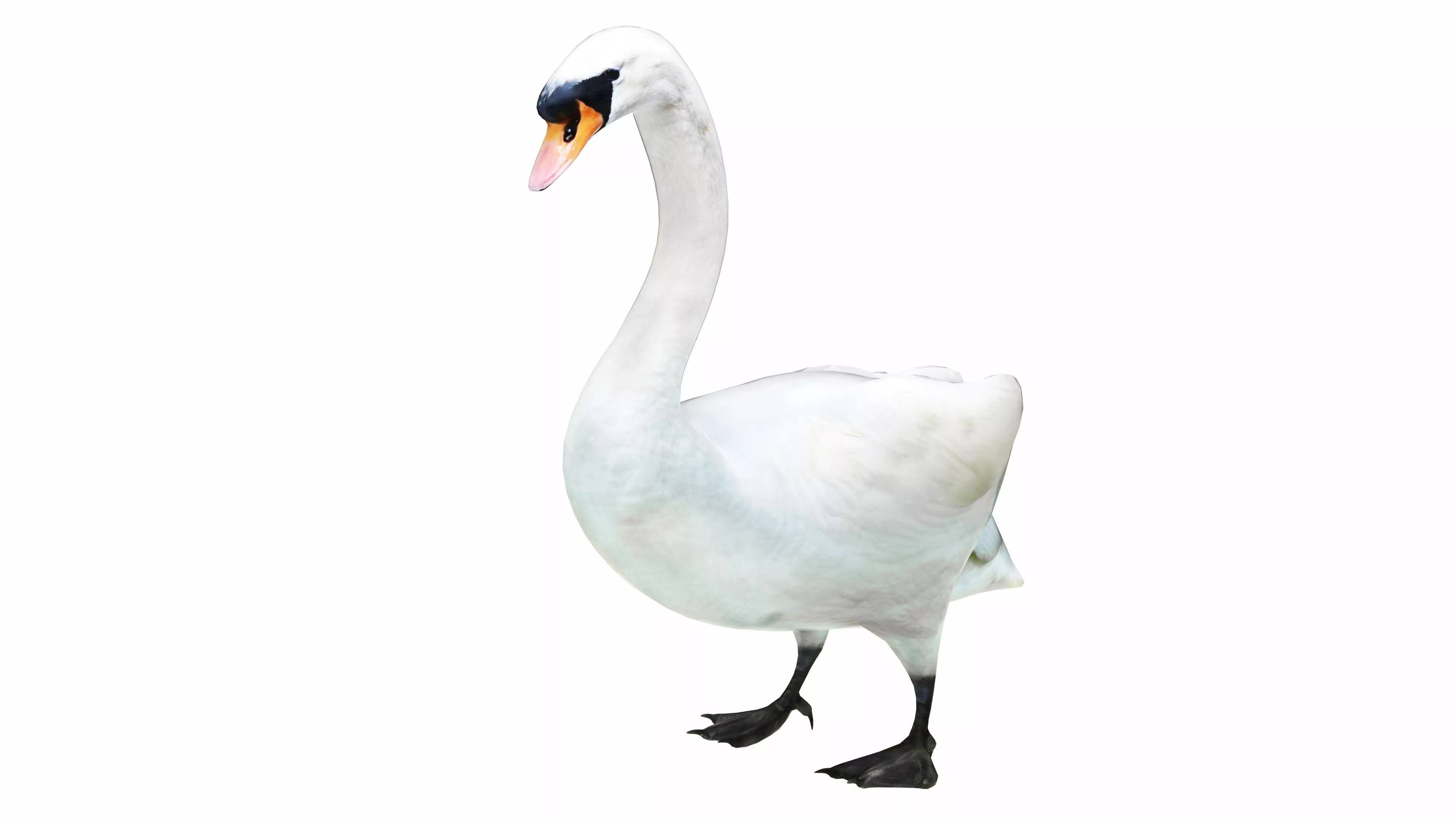 Swan Realistic Low-poly 3D model