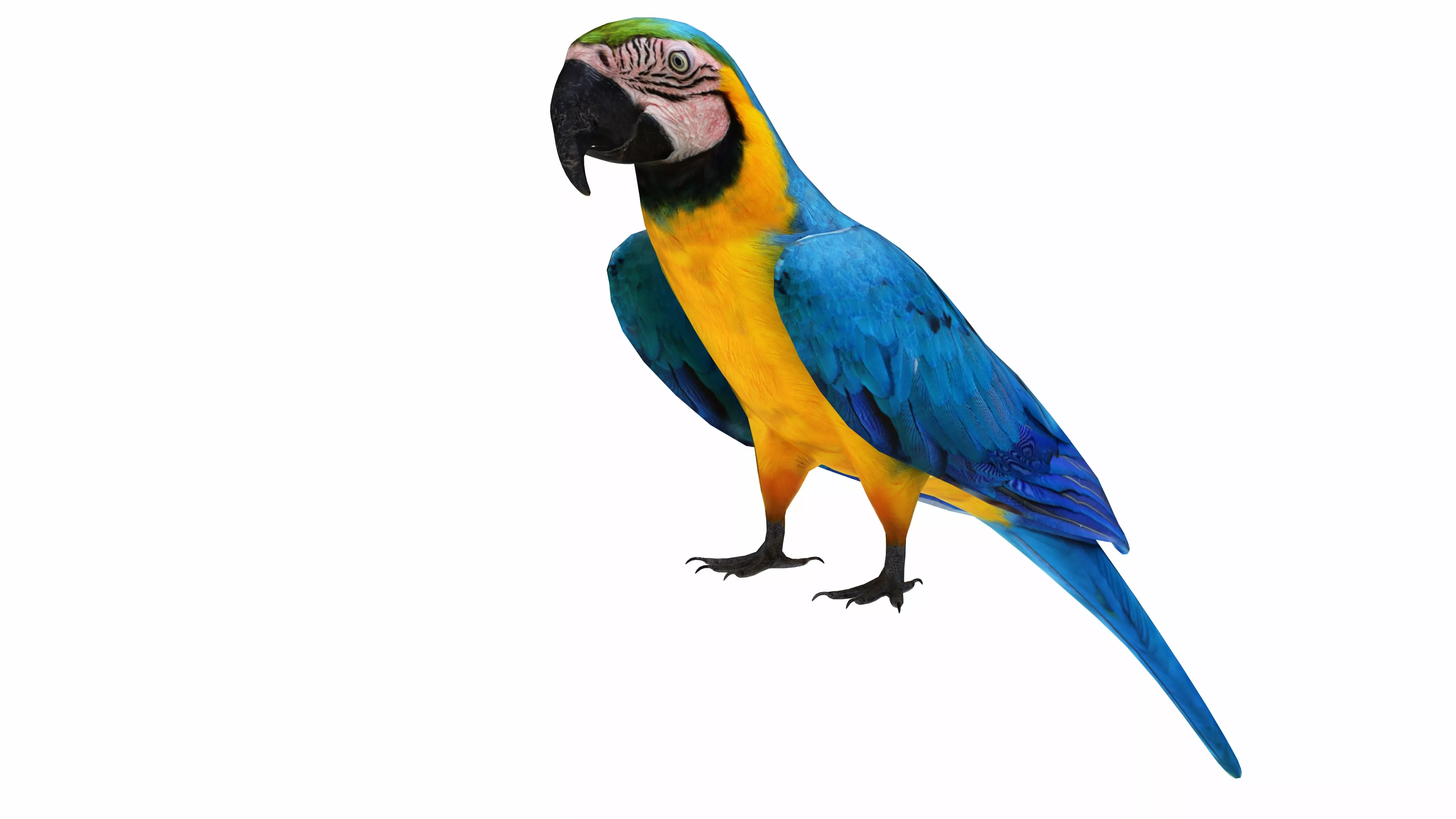 Throated Macaw Parrot Low-poly 3D model