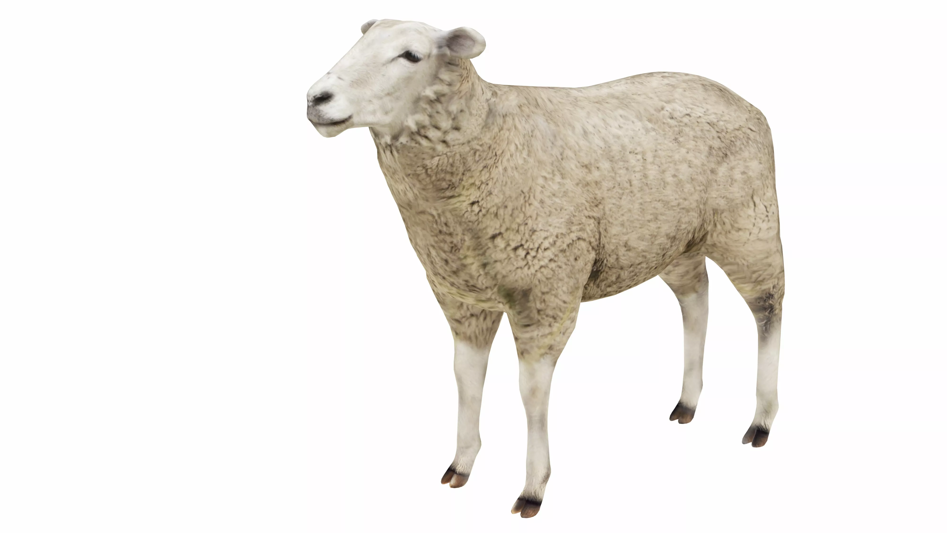 Sheep Low-poly 3D model