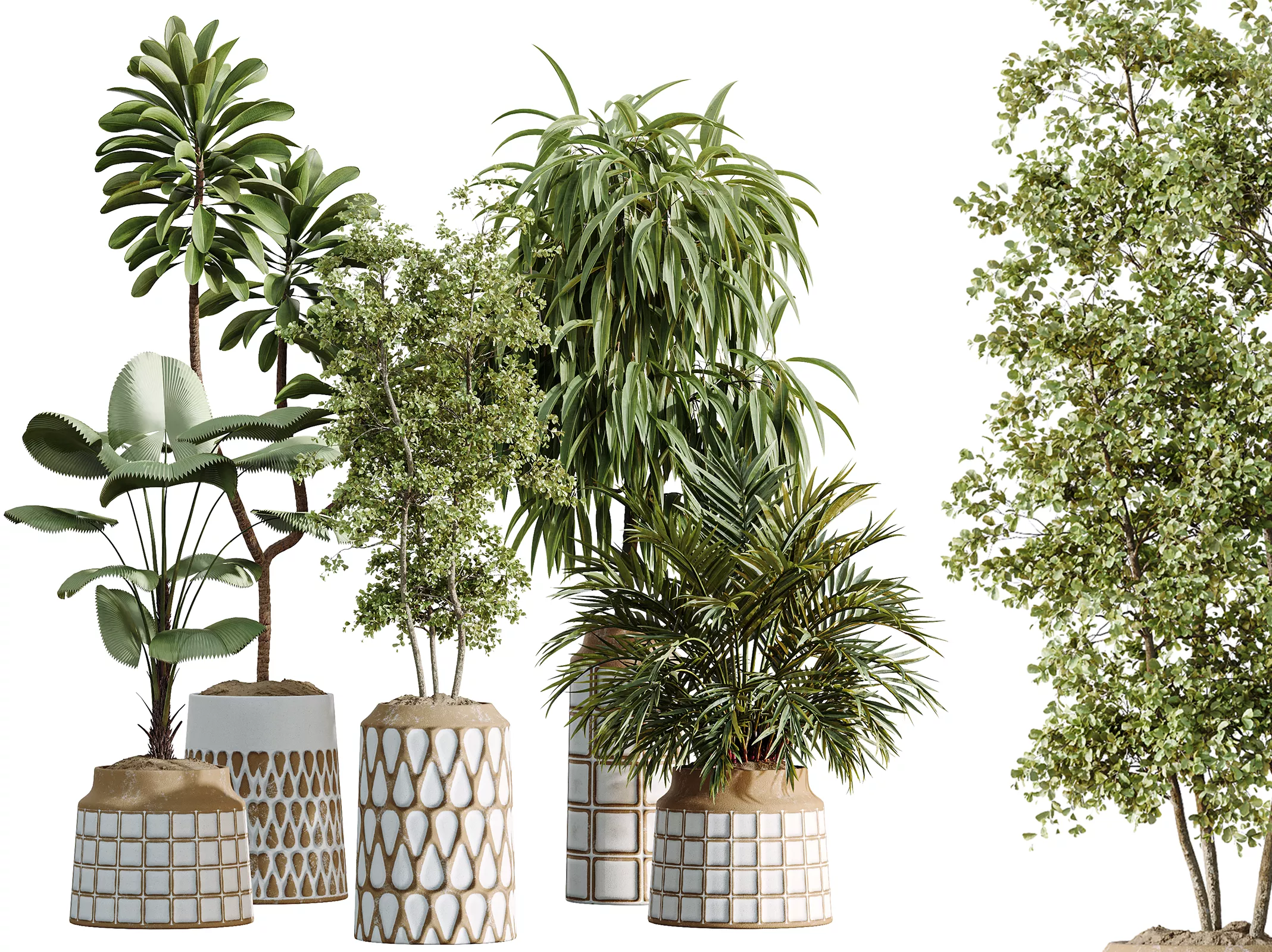 AV Indoor Plants Set 509 Licuala Palm Olive Ficus 3D model