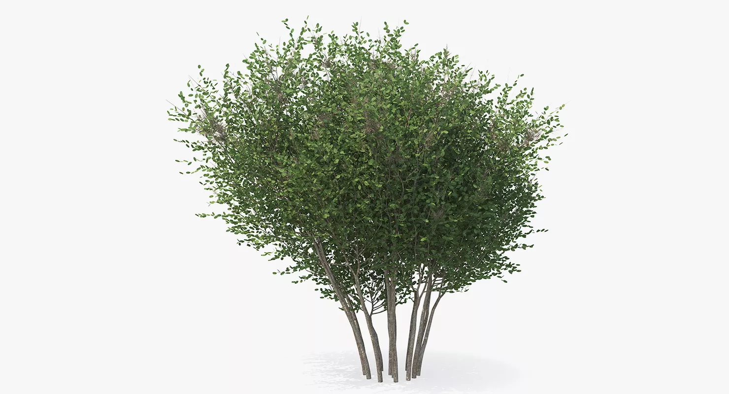 Big Bush 3D model