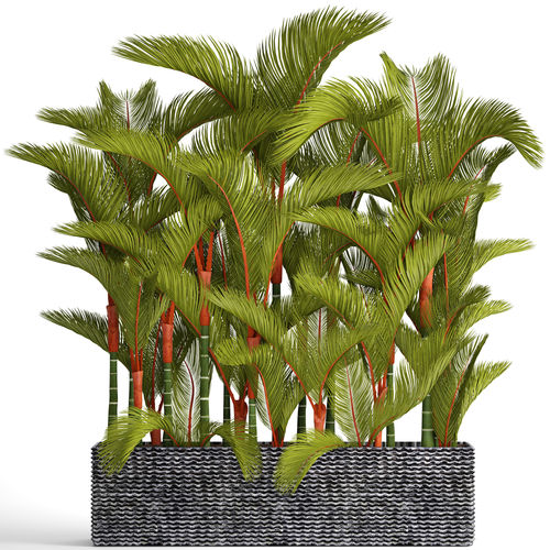Collection plants Cyrtostachys renda 3D model