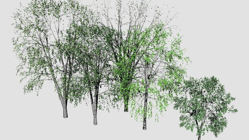 Tree pack 01 - birches Low-poly 3D model_0