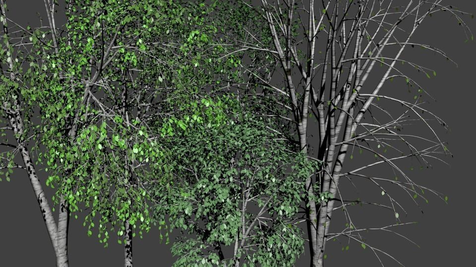 Tree pack 01 - birches Low-poly 3D model_1