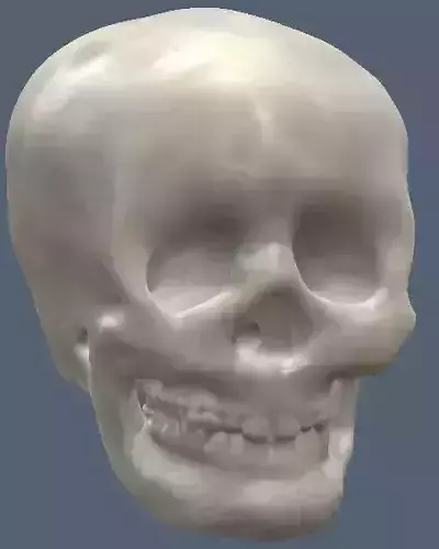 Human skull