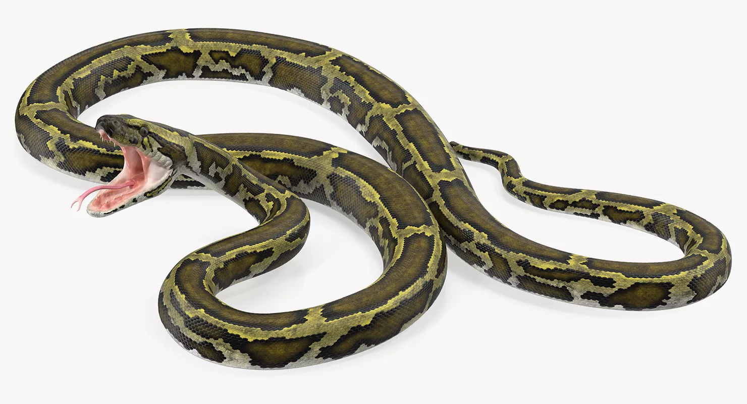 Green Python Snake Rigged 3D model