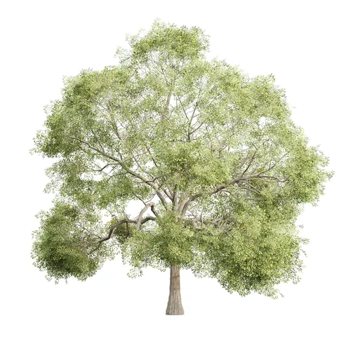 Low Poly Oak Tree 563 