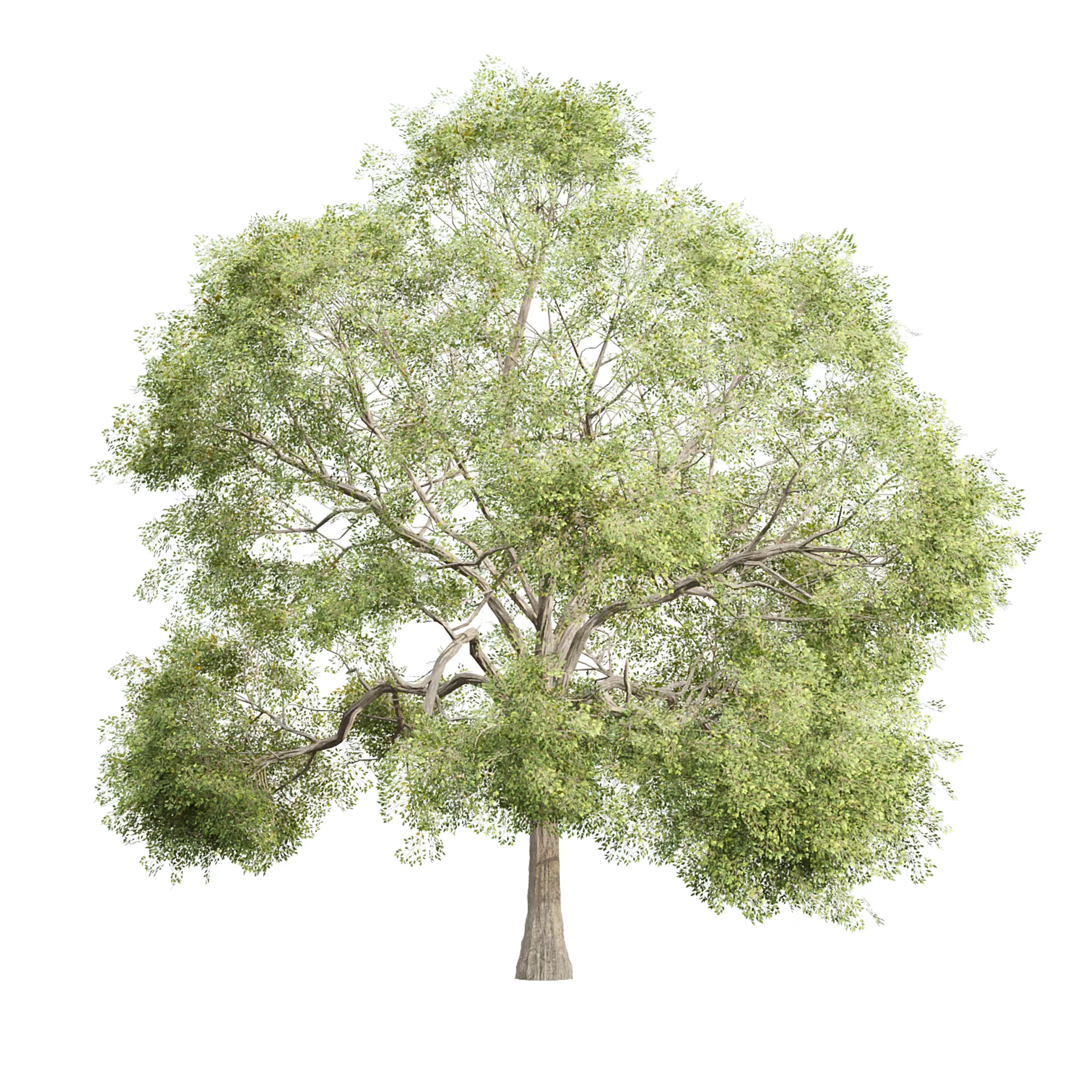 Low Poly Oak Tree 563 Low-poly 3D model