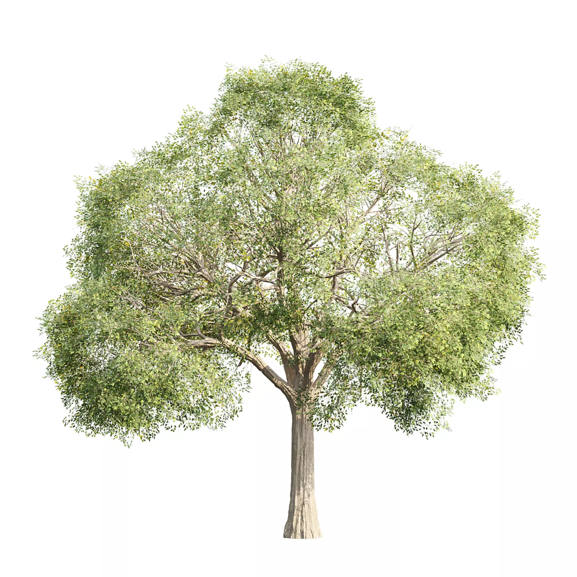 Low Poly Oak Tree 564 Low-poly 3D model