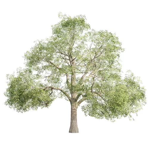 Low Poly Oak Tree 565