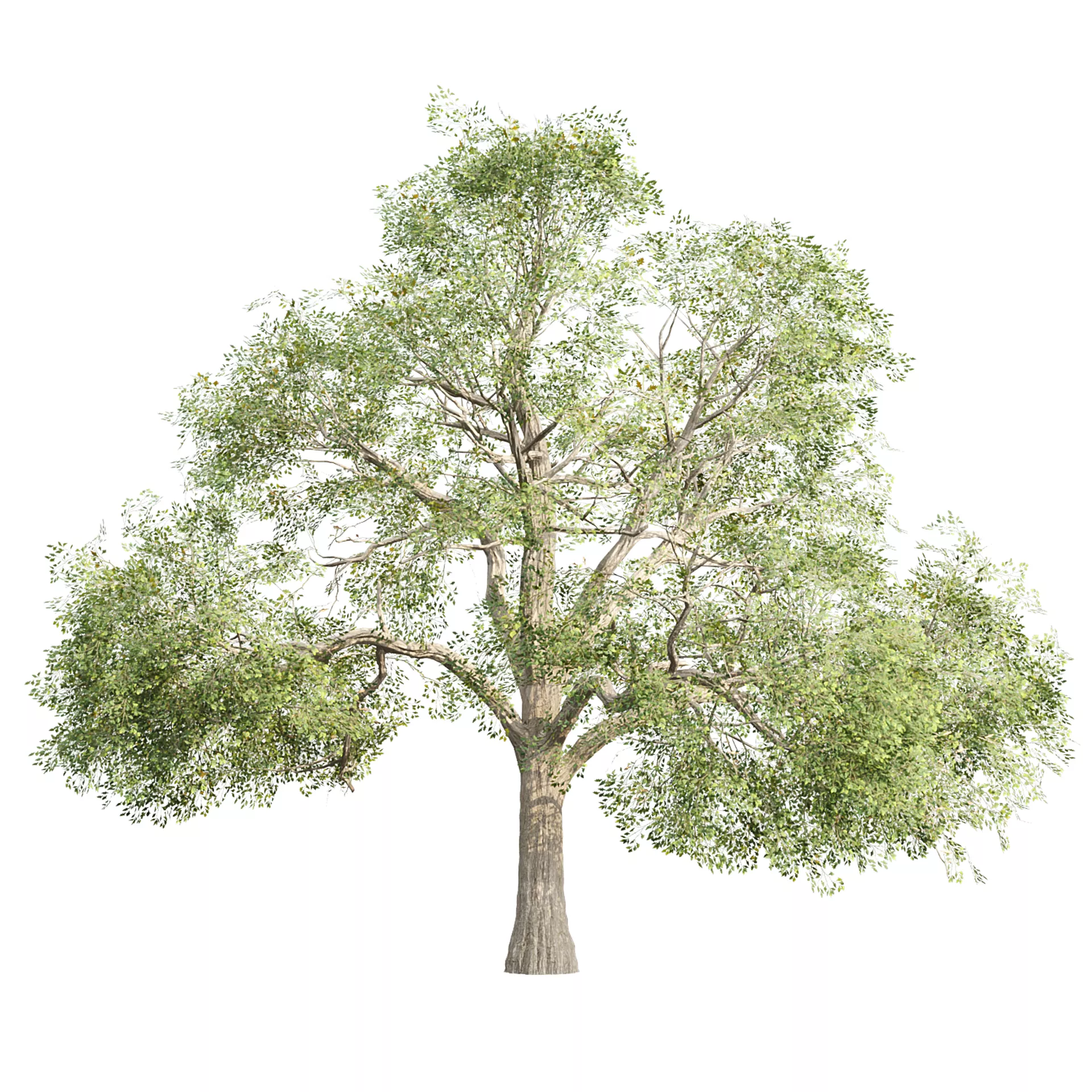 Low Poly Oak Tree 565 Low-poly 3D model