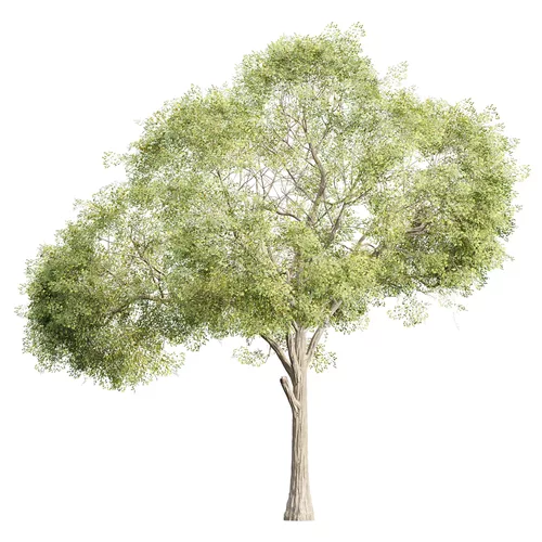 Low Poly Oak Tree 566