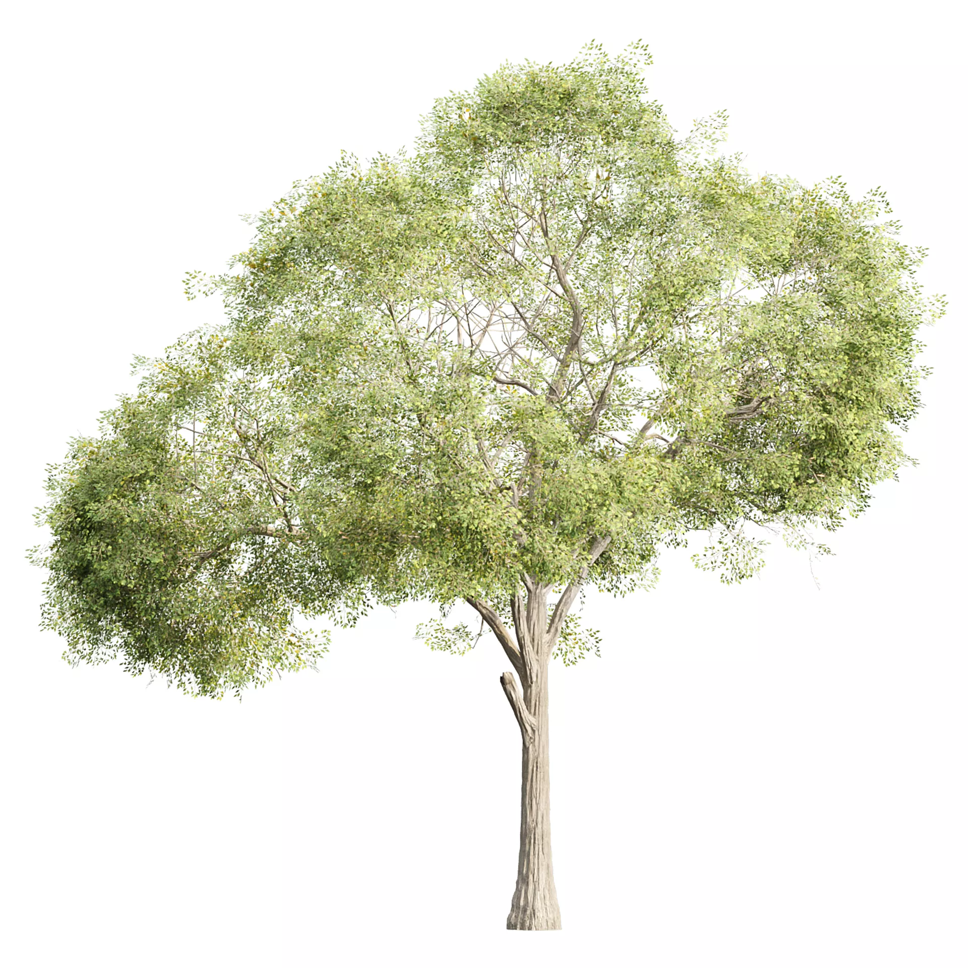 Low Poly Oak Tree 566 Low-poly 3D model