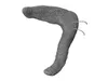 3D model Dog Pancreas Canine Veterinary Anatomy VR / AR / low-poly ...