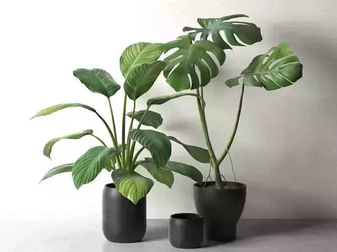 Sinnerlig Pots with Monstera and Peace Lily 3D model