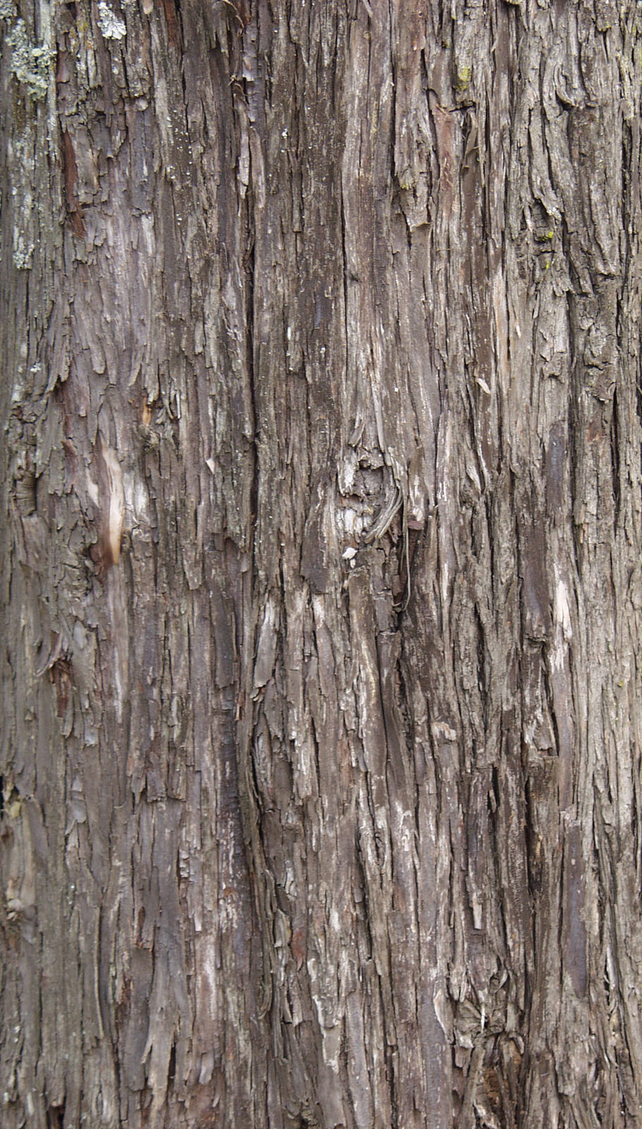 Tree pack 02 - pines Low-poly 3D model_1