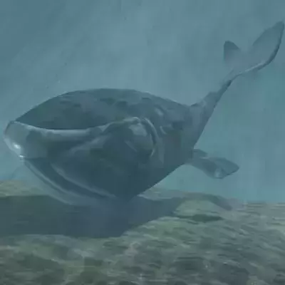 Toon whale 3D model