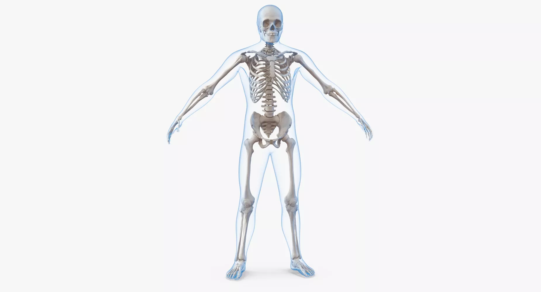 Male Body with Skeleton 3D model
