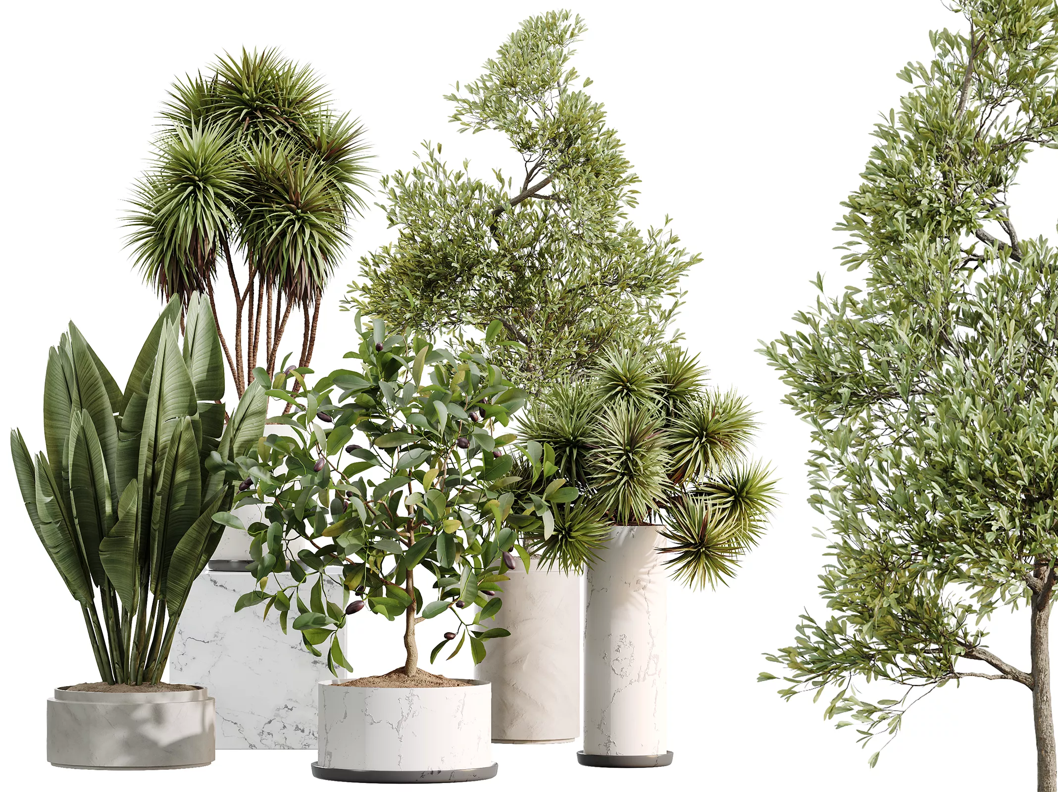 AV Indoor Plants Set 510 Yucca Briful Pachira Banana Olive 3D model